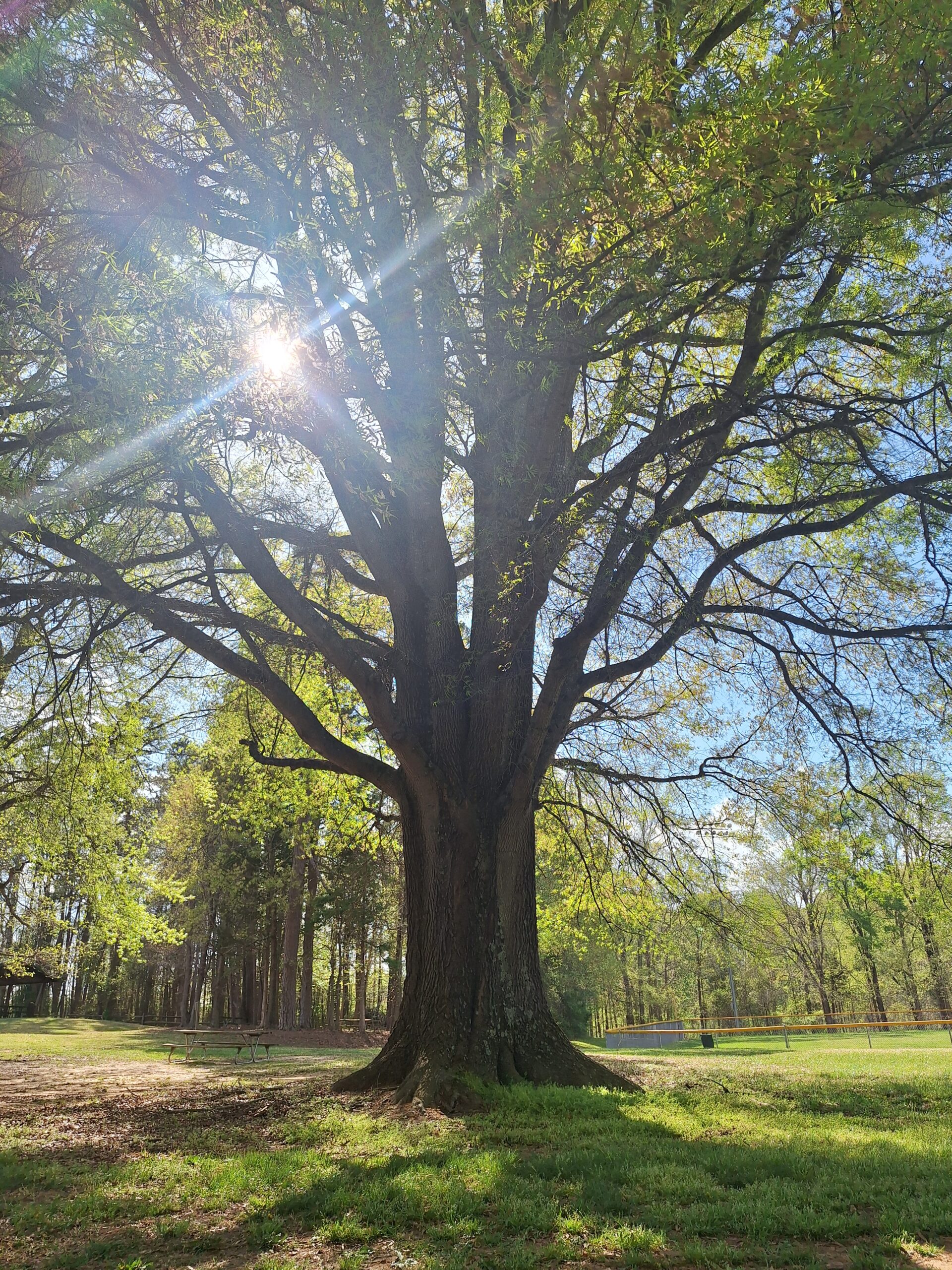 healing tree