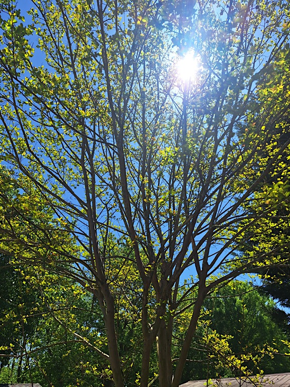 Sun through the tree #Nature #NaturePhotography #NatureHealing