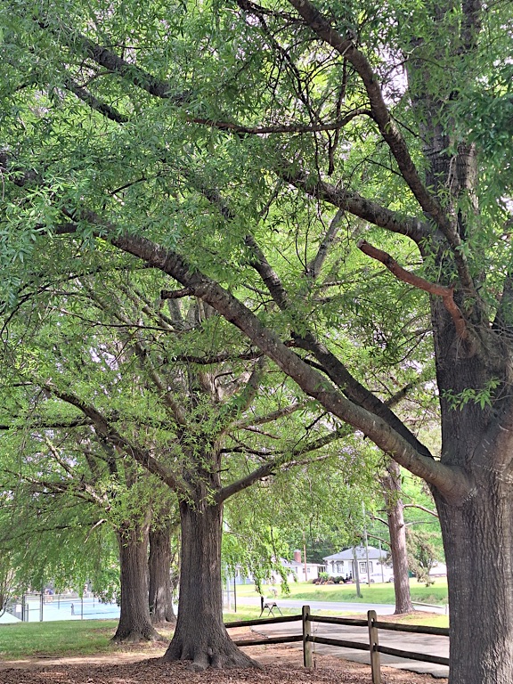 Line of Trees #Nature #NatureHealing #NaturePhotography