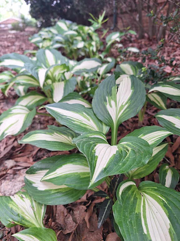 Plant Line #Nature #NatureHealing #NaturePhotography